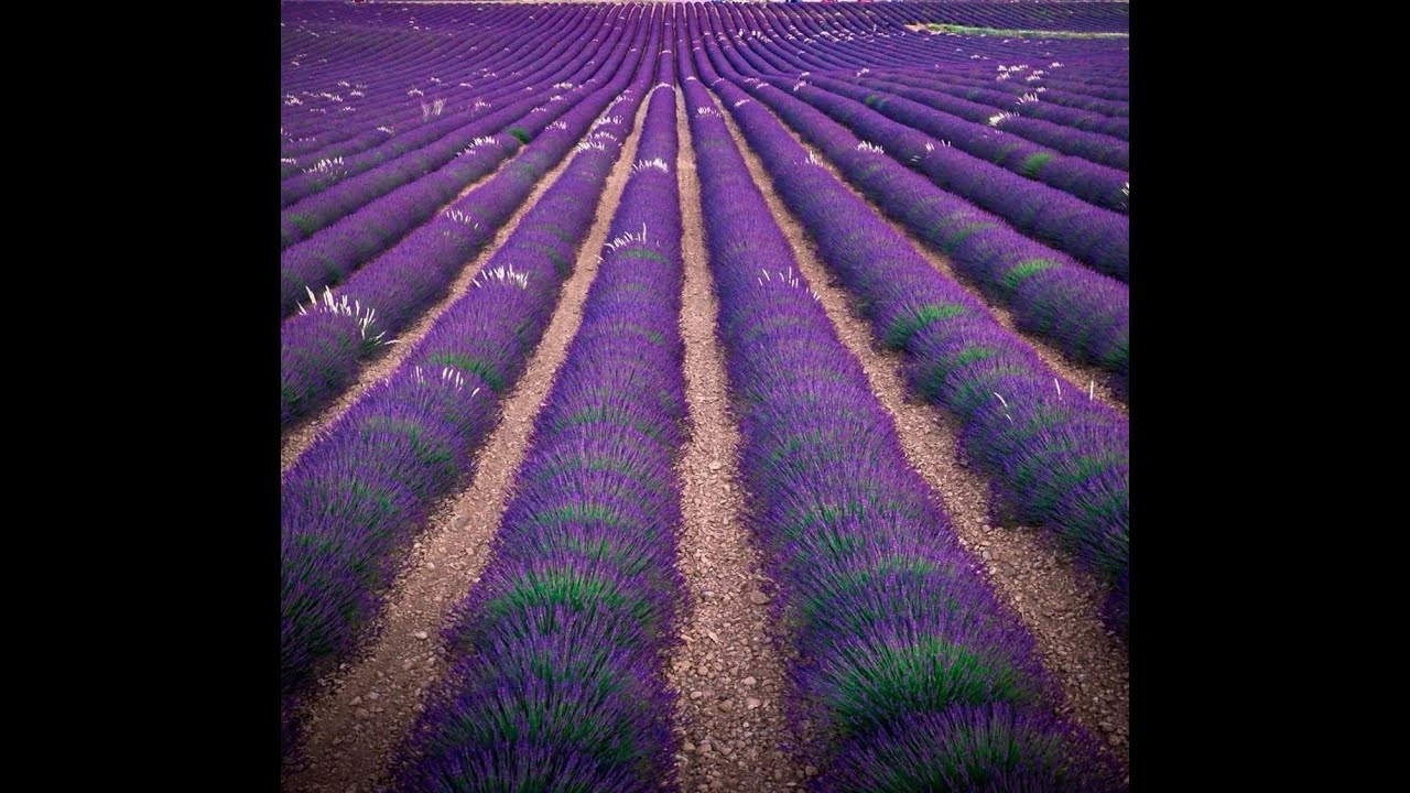 Gorge du Verdon and Lavender fields    4K