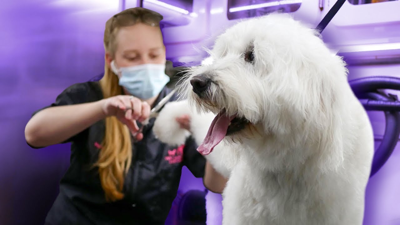 a day in the life of a mobile dog groomer in Houston..