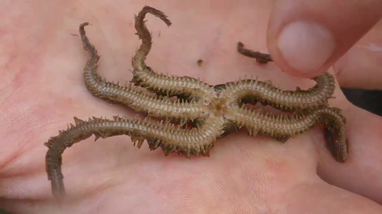 Common brittle star - Ophiure fragile (Ophiothrix fragilis)