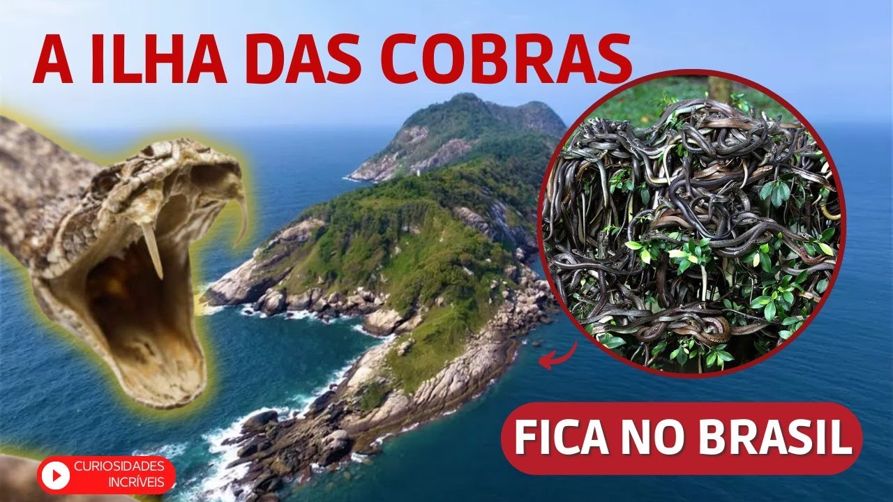 Ilha das cobras: conheça a Ilha da Queimada Grande, o lugar mais perigoso do mundo.