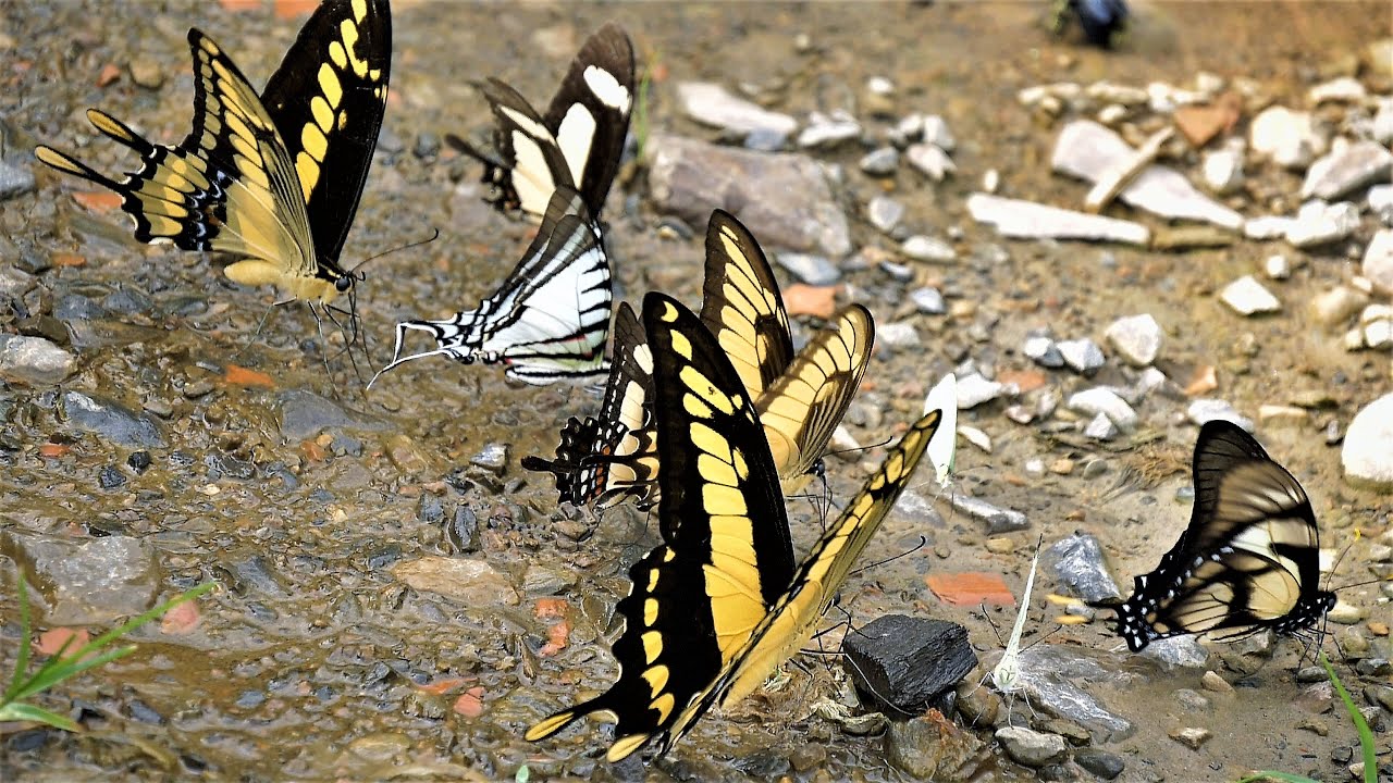 Papilionidae from Bolivia 180fps