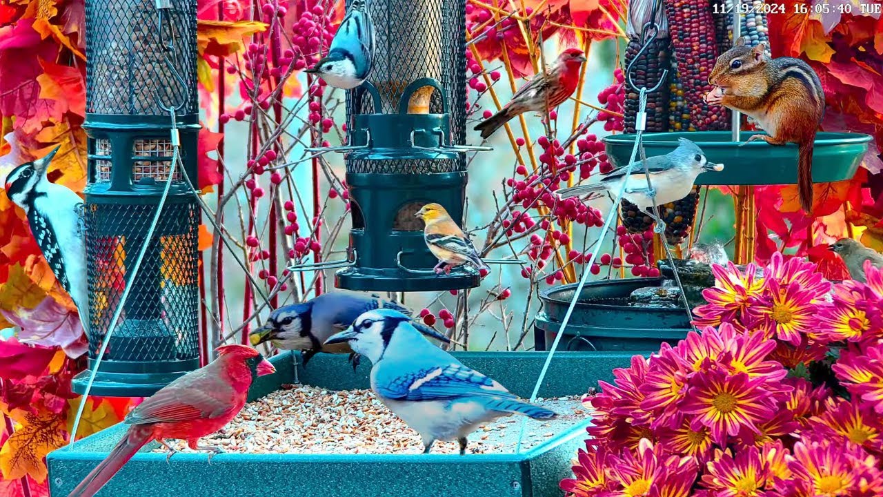 🔴LIVE Thanksgiving Garden Bird Feeder: Cardinals, Juncos, Woodpeckers; Cozy Fall Autumn Colors