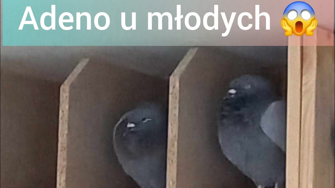 MŁODE ZŁAPAŁY WIRUS ADENO😤 LECZYMY I DORADZAMY JAK SOBIE Z TYM PORADZIĆ ✅️ Gołębie Pocztowe
