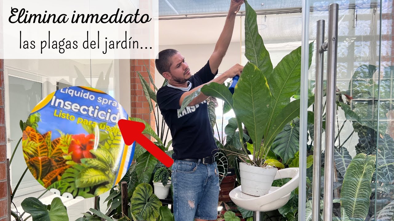 Utiliza esto y ACABA DEFINITIVAMENTE CON LAS PLAGAS EN TU JARDÍN