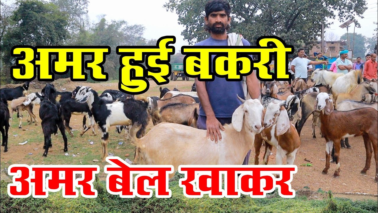 अमर हुई बकरी अमर बेल खाकर ।। Amar hui Bakri amar Bel khakar। deshi Bakri palan Chhattisgarh