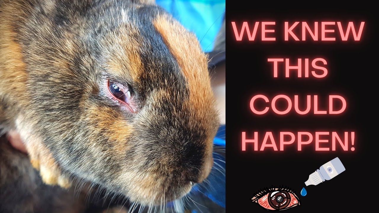 Diagnosing And Treating A Rabbit's Eye Infection!