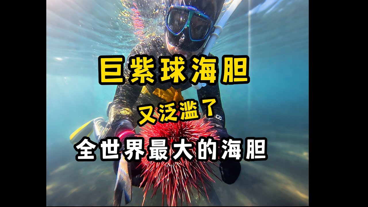 世界上最大的海胆，又泛滥了！多到根本吃不完...