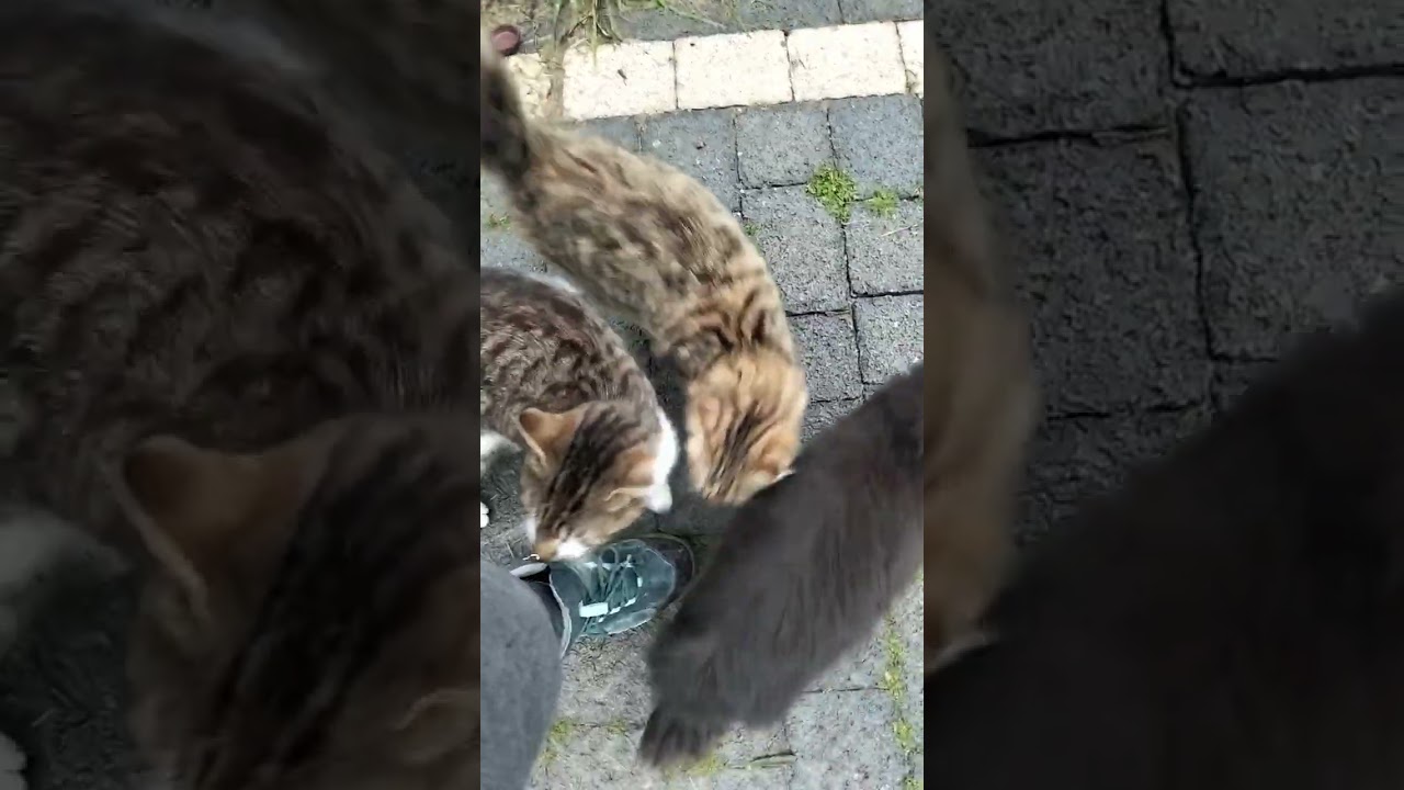 Abone Olarak Destek olabilirsiniz😺 Çok Acıkmışlar #mamadesteği #cat #köpek #keşfet 