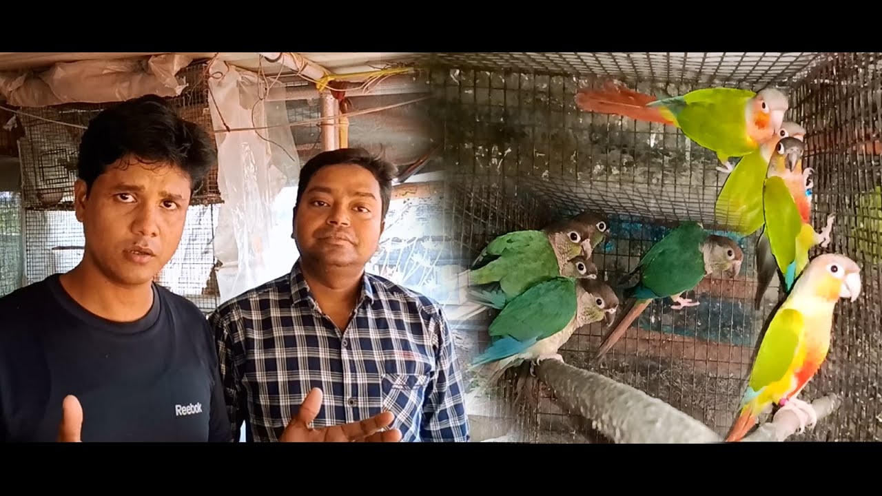 Again visit Manas da Birds farm with lots of information (Kolkata Lovebirds) Part-1