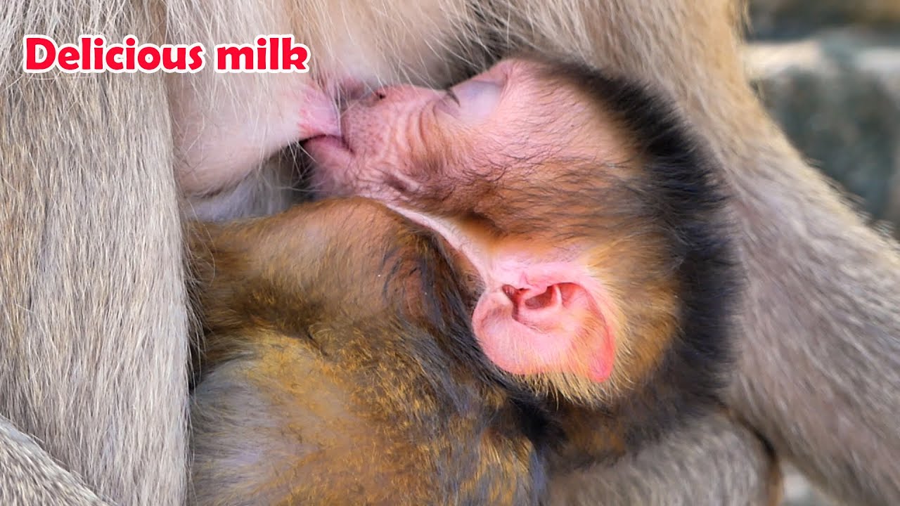 Mother Moka's newborn hybrid baby gets enough milk from her mother