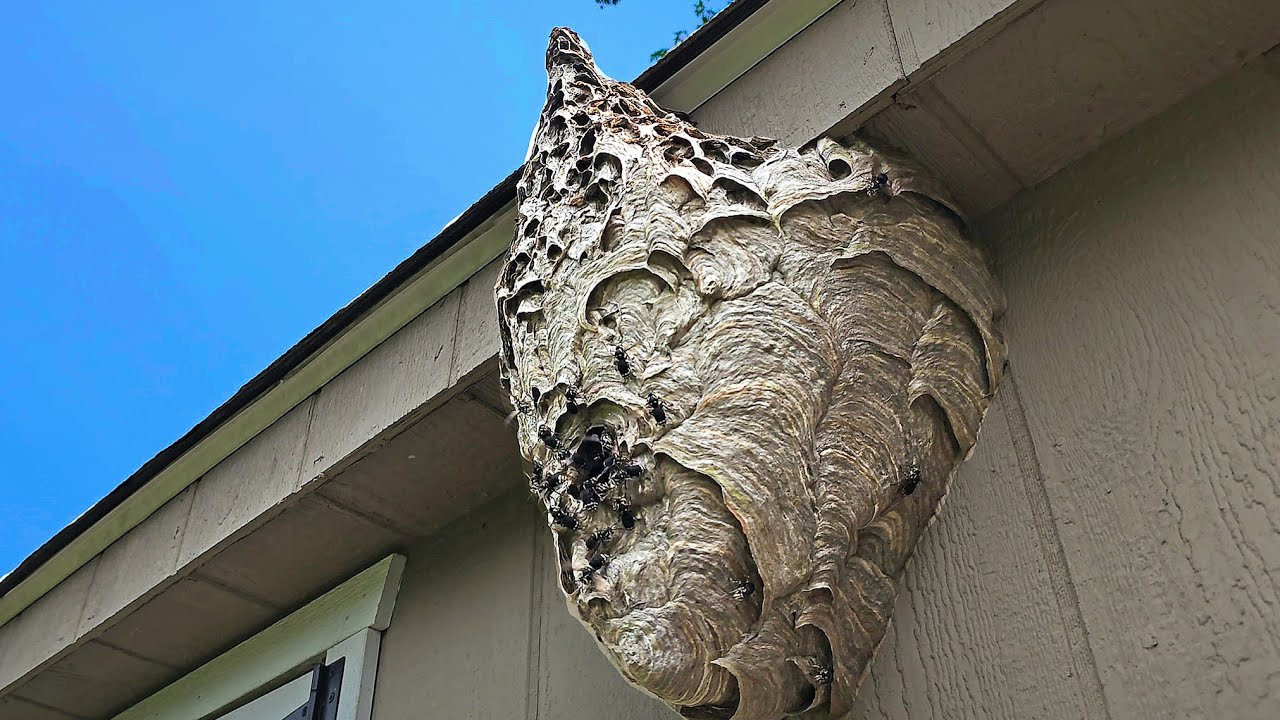 UNICORN Hornet Nest! Wasp Nest Removals!