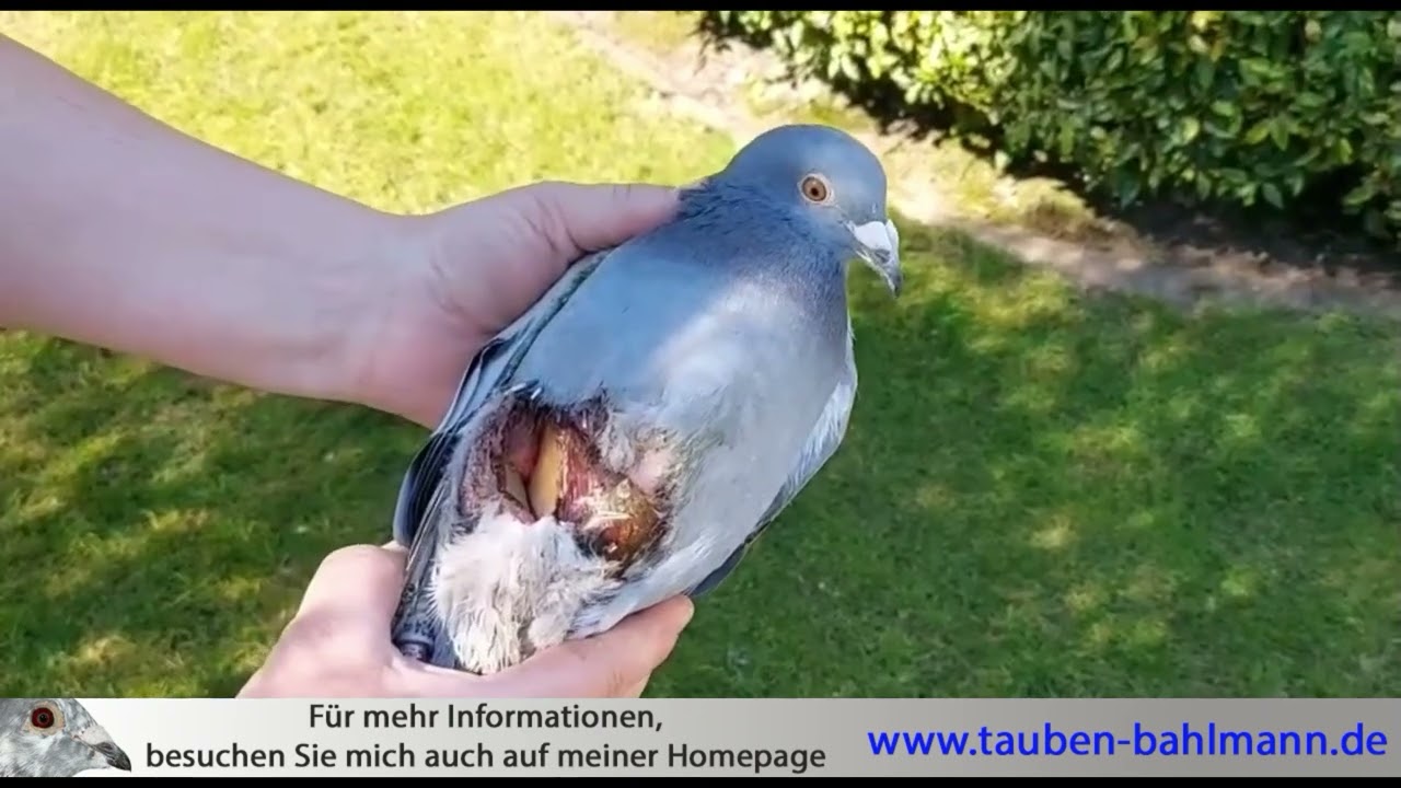 Jungtauben 2025 Part 4 - www.tauben-bahlmann.de