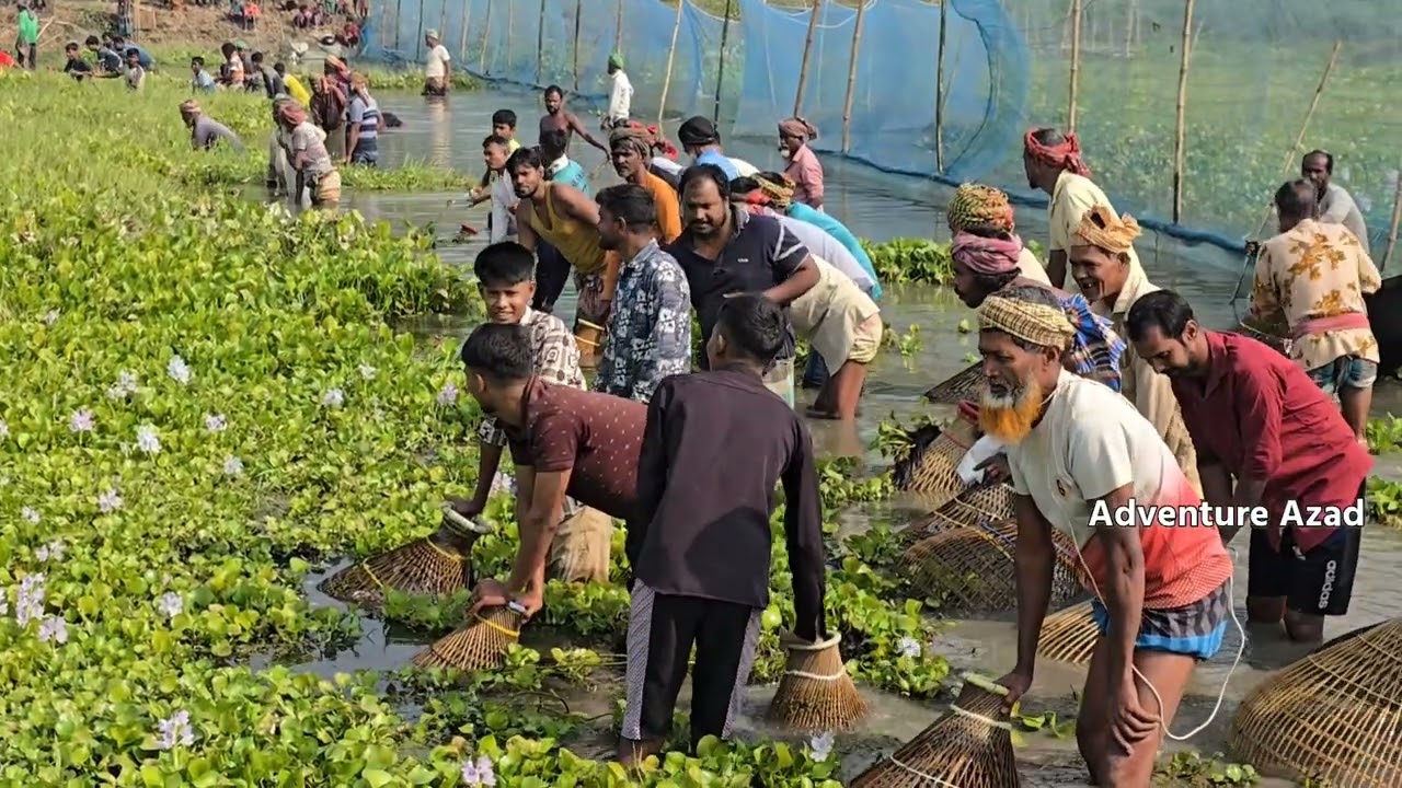 গ্রাম বাংলার চিরচেনা দৃশ্য পলো দিয়ে মাছ ধরা।