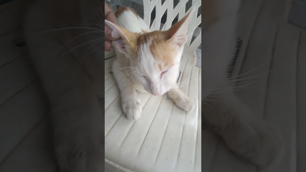 Maara is cute cat videos