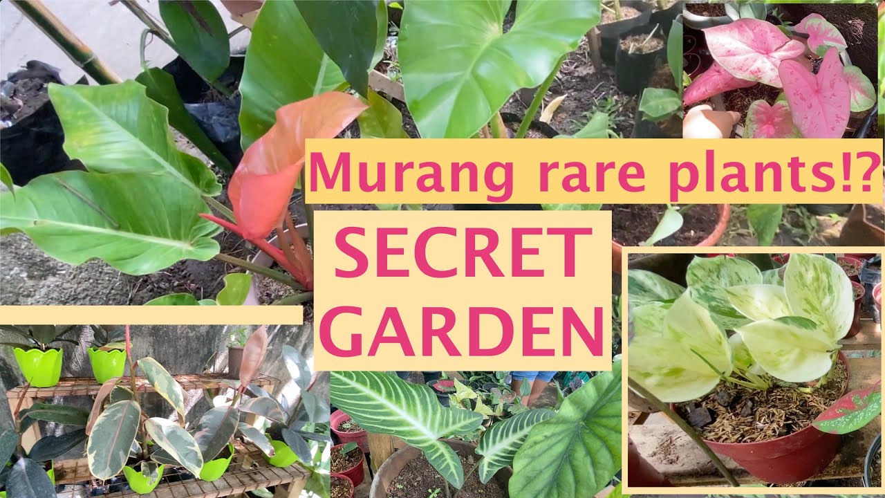 (PART 1) SECRET GARDEN, MURANG HALAMAN! MGA RARE PLANTS!!! | Mommy Liberty