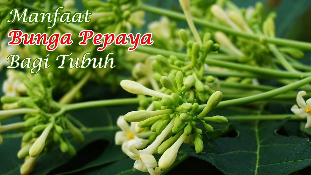 Pahit tapi Sehat! 6 Manfaat Bunga Pepaya untuk Kesehatan