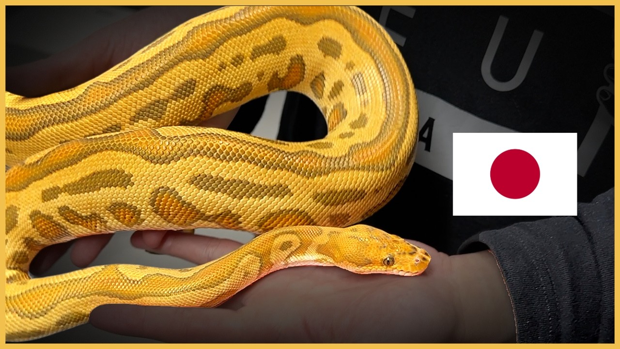 BRAND NEW Ball Pythons in JAPAN!