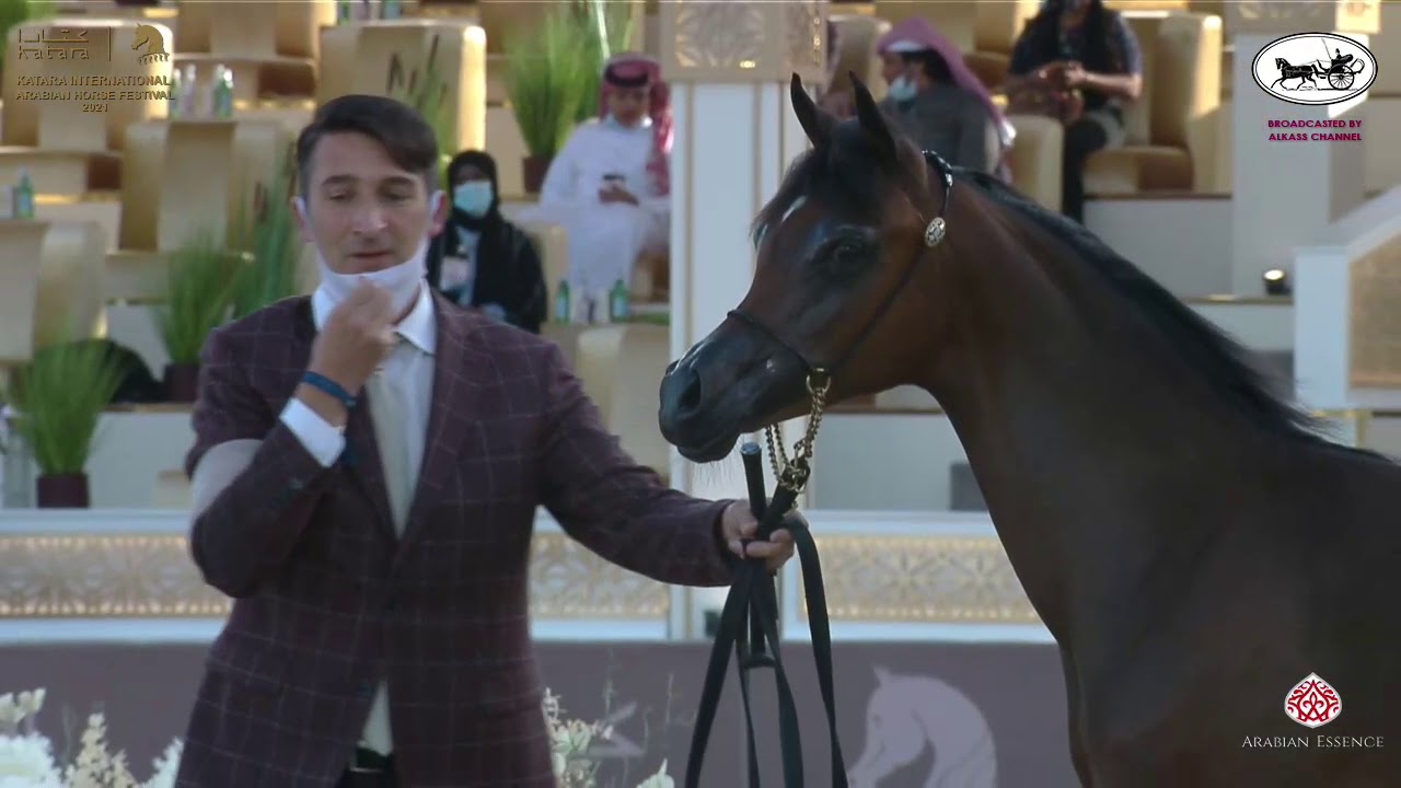 N 5 NAMAH AL SHAHANIA   Katara International Arabian Horse Festival   Yearling Fillies Class 1A