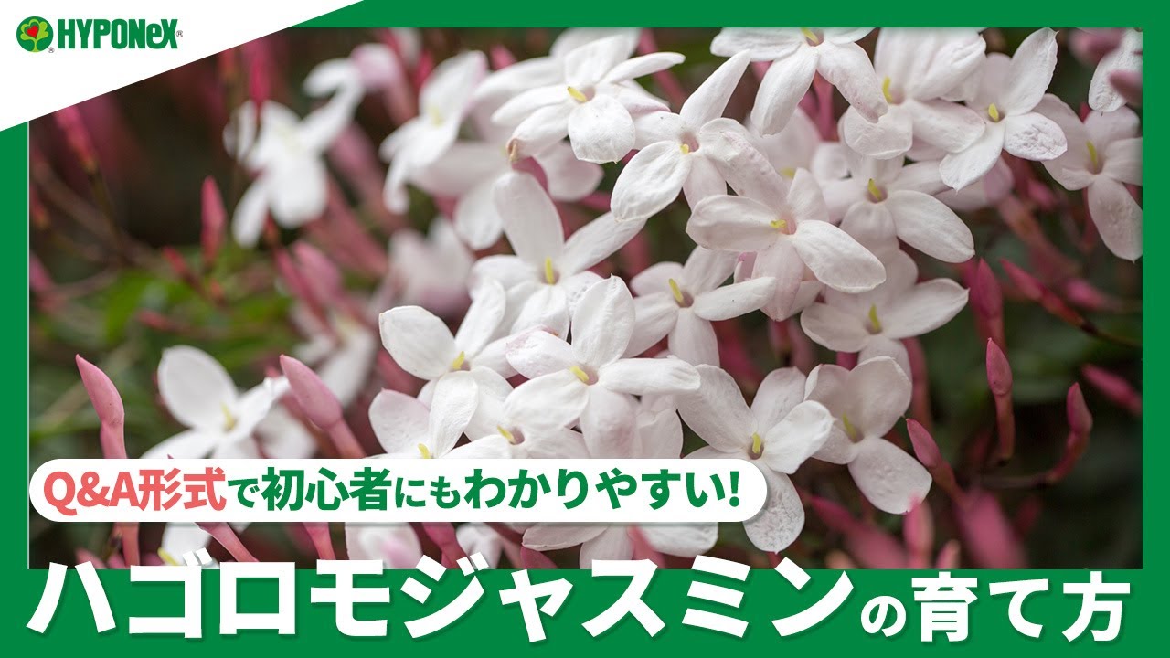 ☘244：【Q&A】ハゴロモジャスミンの育て方｜毎年元気に咲かせる管理方法は？水やりや肥料などの管理方法もご紹介