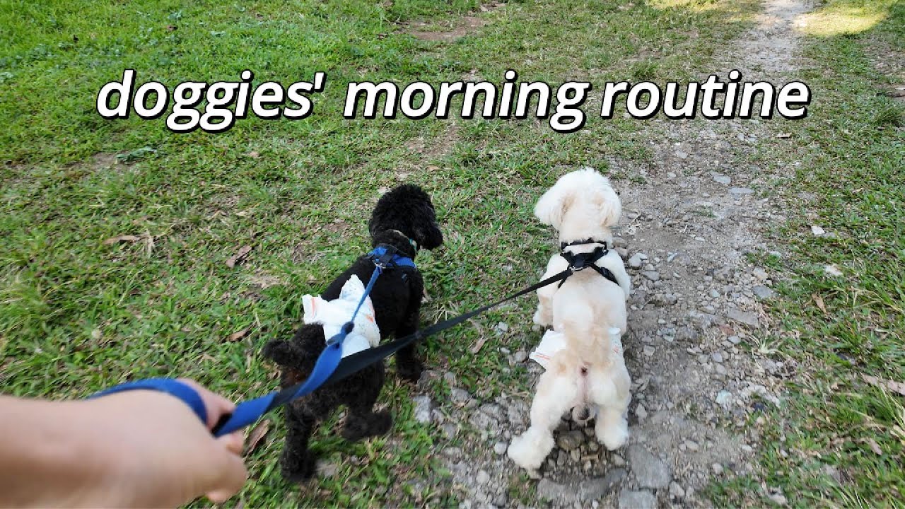 Life as a Dog Mom and Our Daily Morning Routine - PapiTofi Vlogs