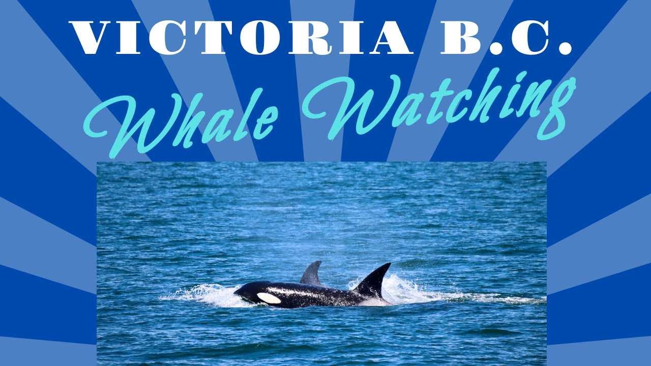 Whale Watching in Victoria B.C. Canada!! WE SAW ORCAS!!!