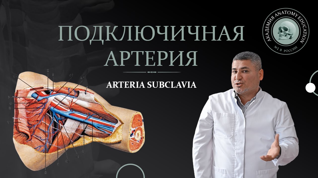 Подключичная и подмышечная артерии / ARTERIA SUBCLAVIA