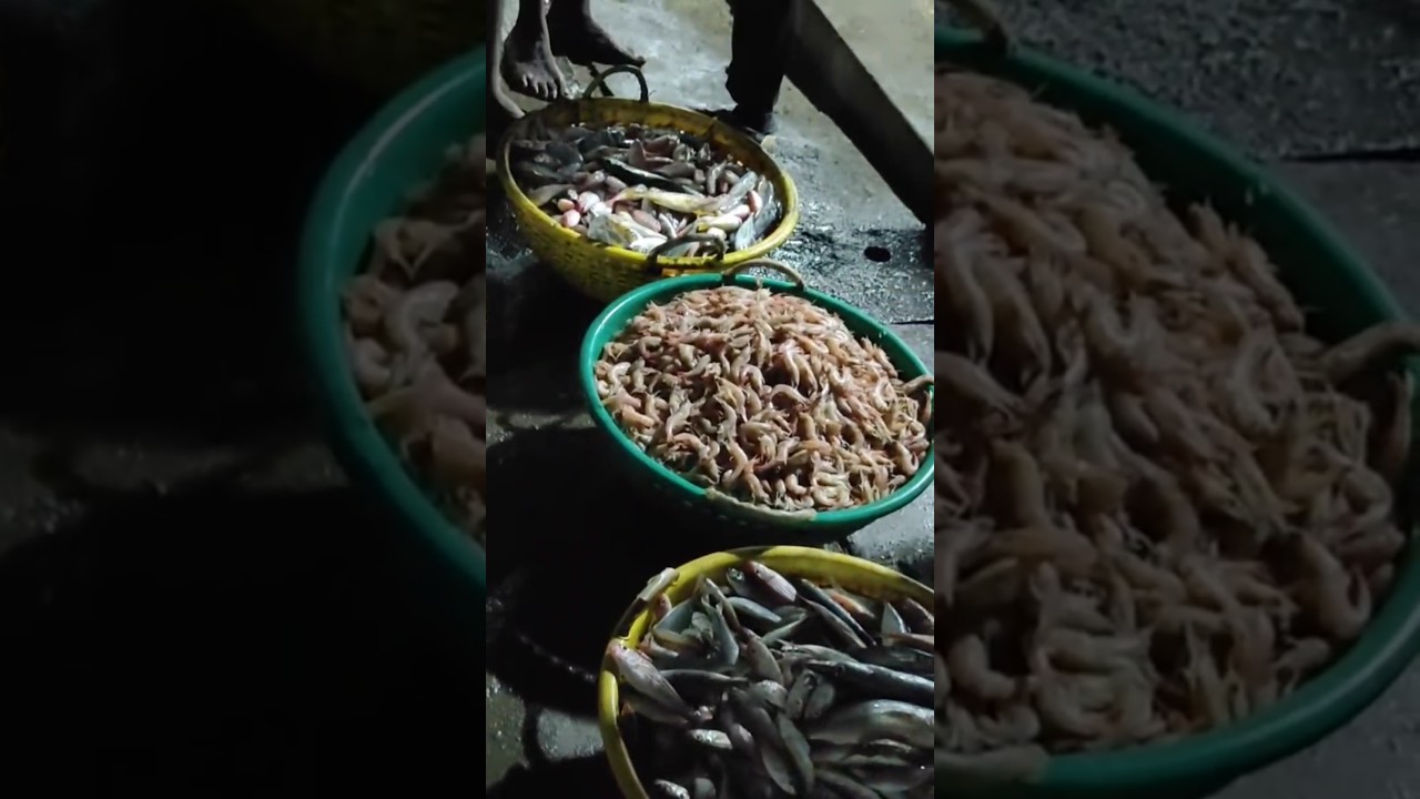 Pondicherry Harbour Fish market vlog Tamil #pondicherry #harbour #fish#fishmarket #food#cooking#vlog