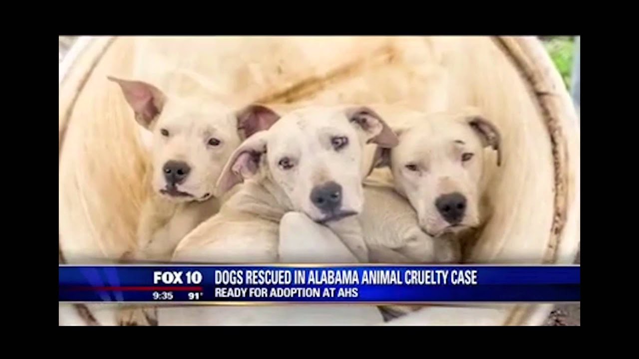 Arizona Humane Society - 2015 in Review