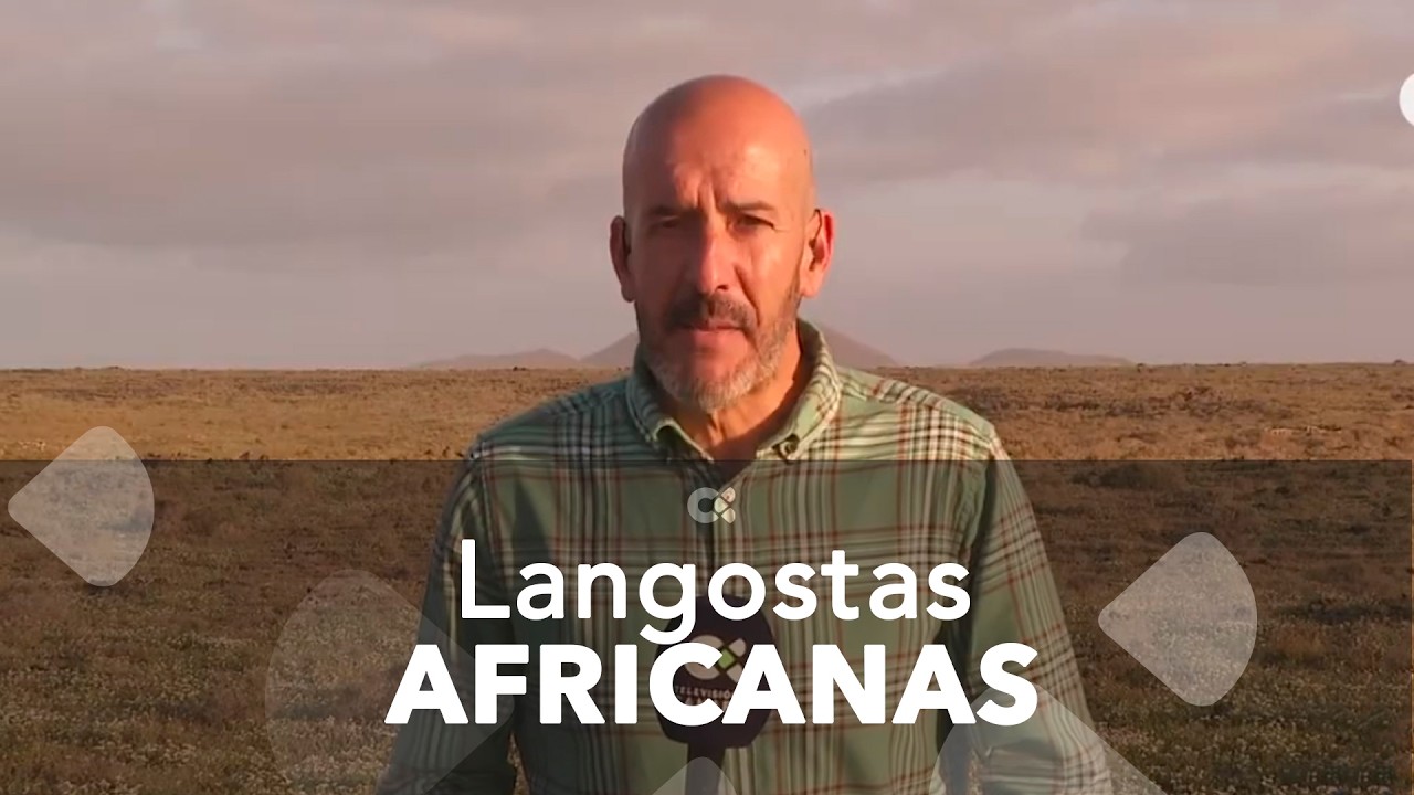 Preocupación en Lanzarote ante la llegada de langostas africanas