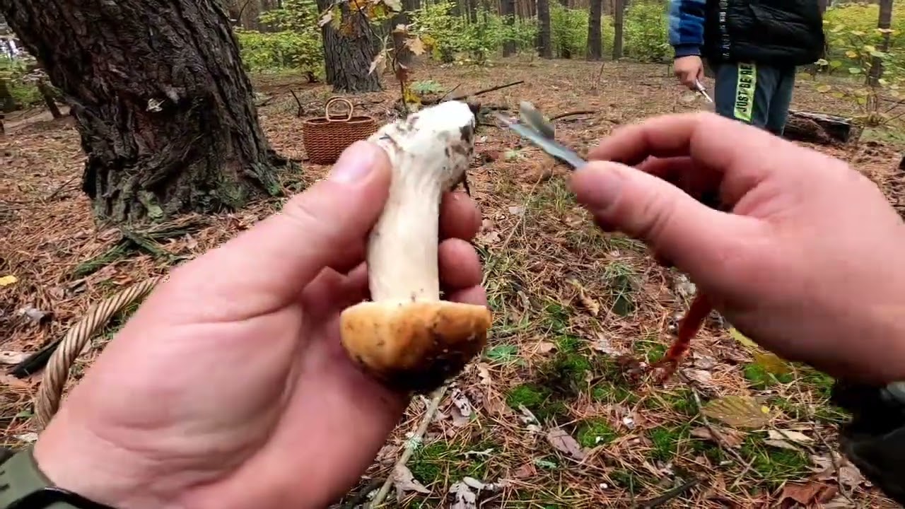 Гриби 2024 . Трошки погуляли