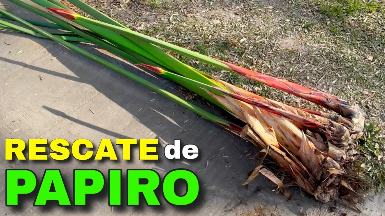 🚑 Rescatando PLANTAS abandonadas en la CALLE 👉 Papiro Egipcio💚