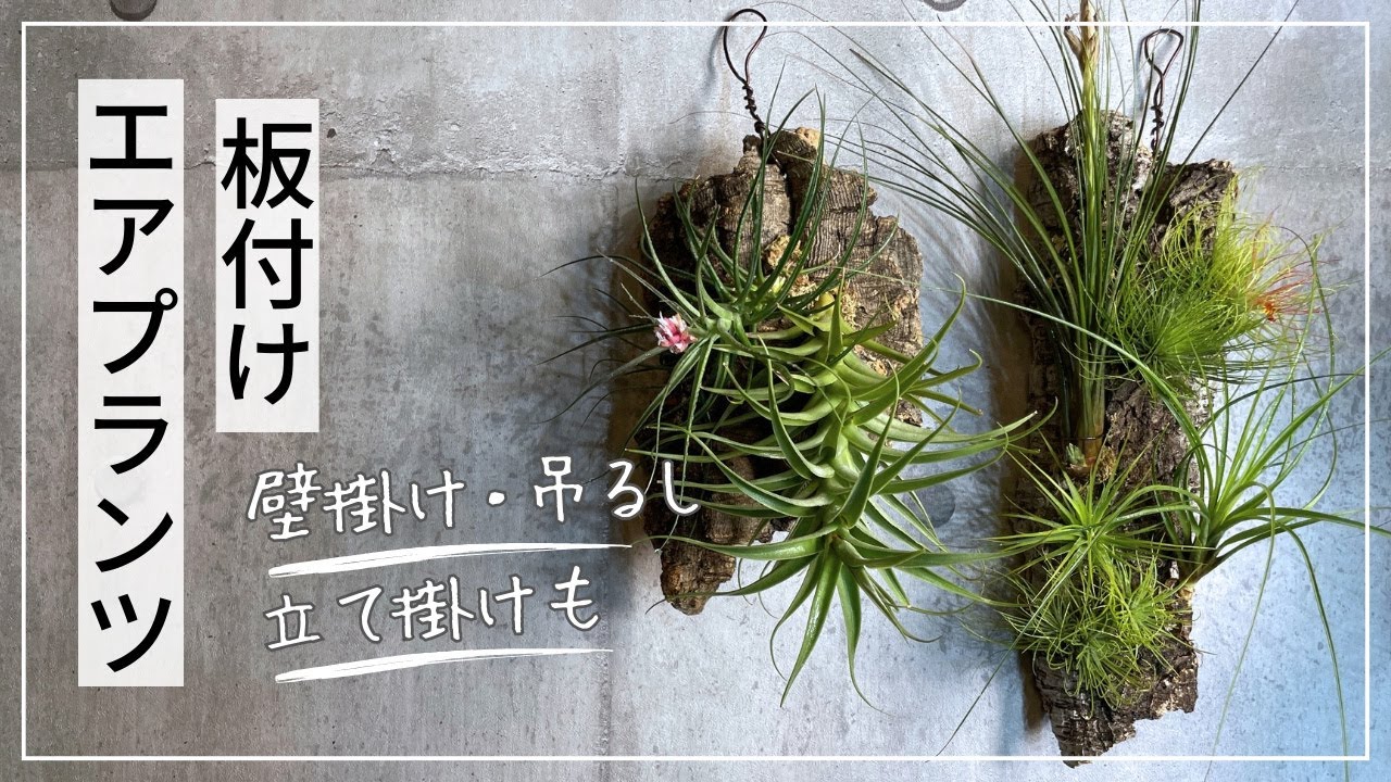 エアプランツ(チランジア)をコルク板に板付！壁掛けや吊り下げて飾るグリーンインテリアを作ってみた