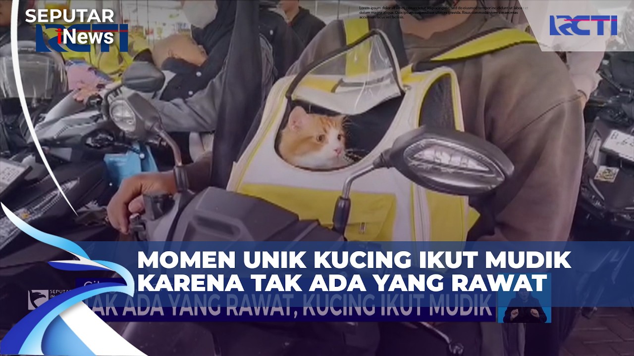 Momen Unik Kucing Ikut Mudik karena Tak Ada yang Rawat | SIS 18/3