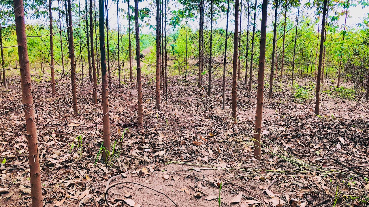 KALITUNSI / EUCALYPTUS TREE GROWING IN UGANDA 🇺🇬 OKULIMA KALITUNSI MU UGANDA