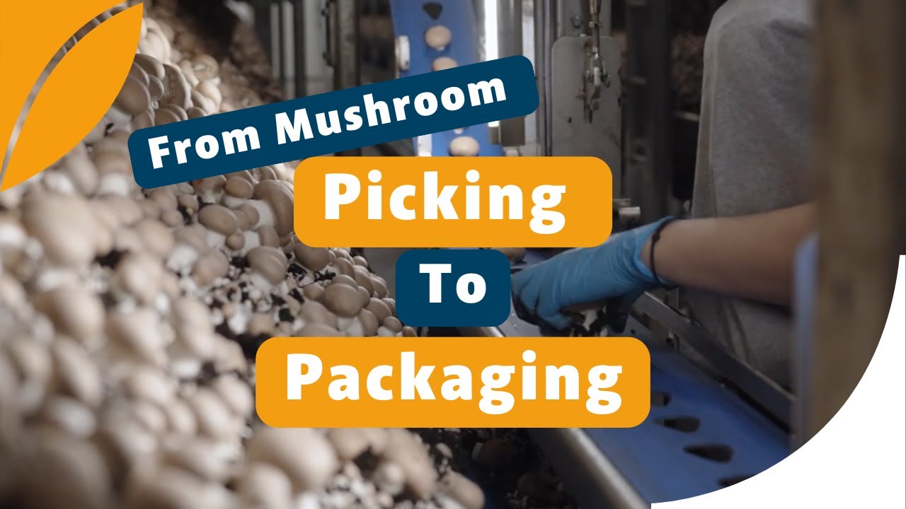 2025 Innovative and Automated Mushroom Harvesting - From Picking to Packaging