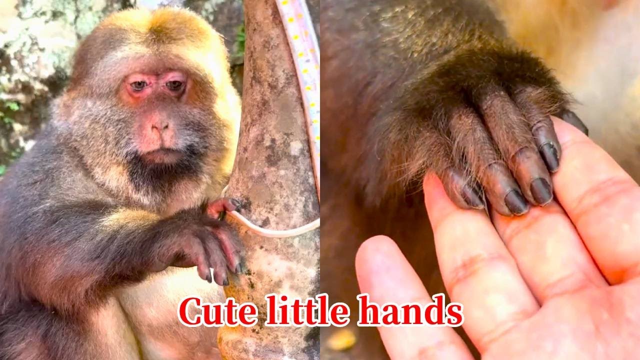 Xingxing's Little Hands Are So Cute, They Look Like They've Been Painted With Nail Polish.