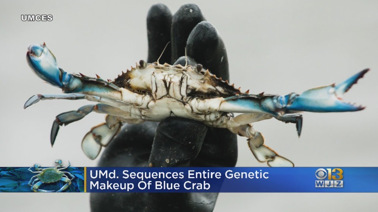 UMD Researchers Sequence Entire Genetic Makeup Of Blue Crab