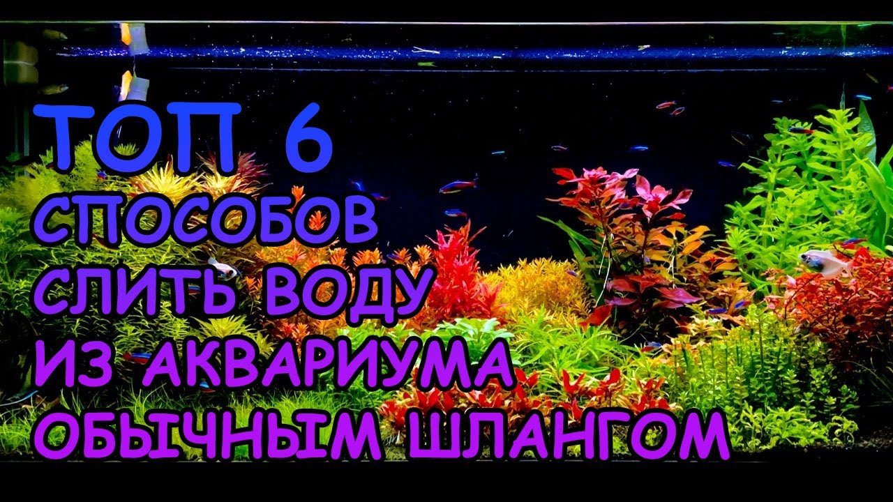 6 СПОСОБОВ СЛИТЬ ВОДУ ИЗ АКВАРИУМА ОБЫЧНЫМ ШЛАНГОМ