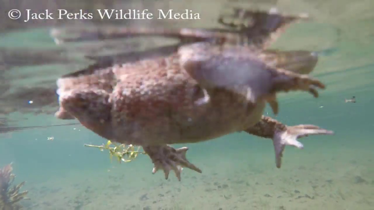 Toads & Great crested newts underwater
