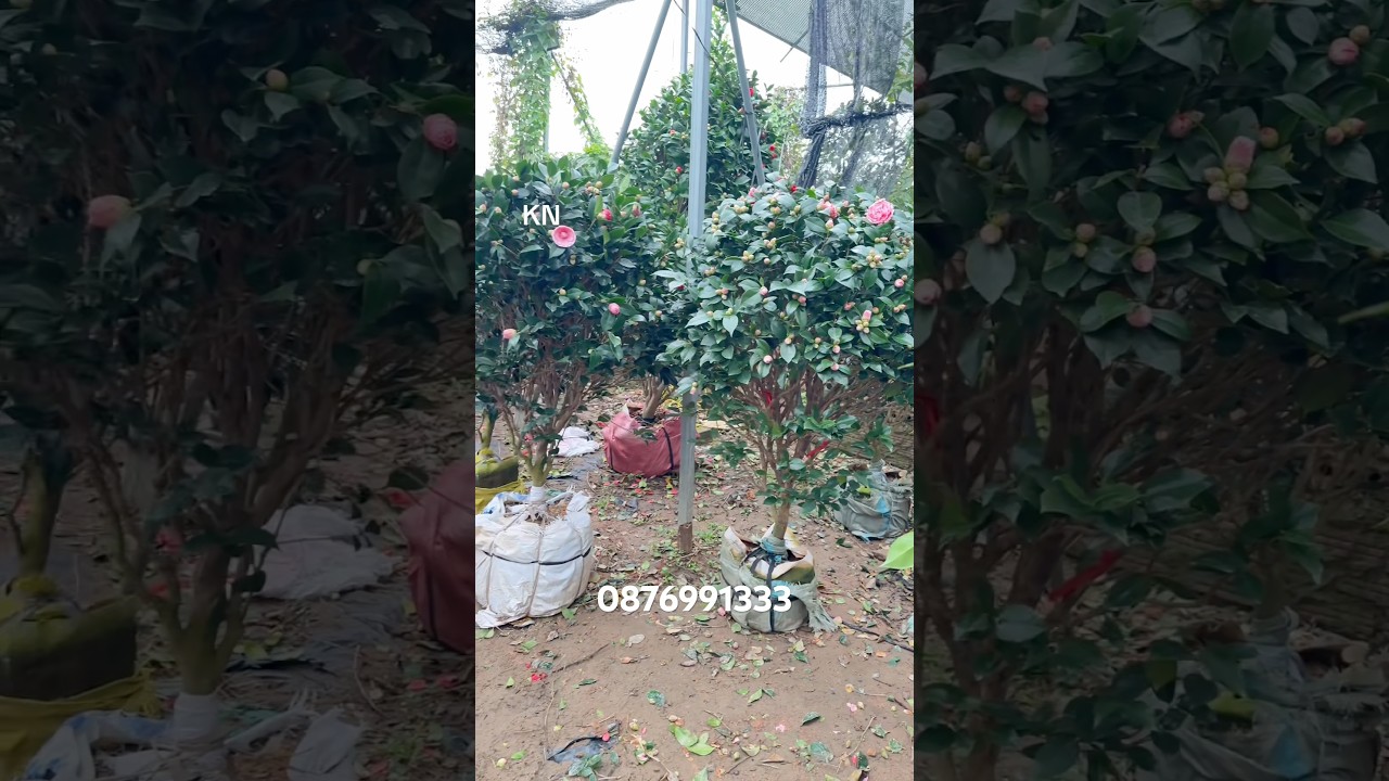 Trà my ngũ sắc đang hoa sưu tầm lh @876991333 
