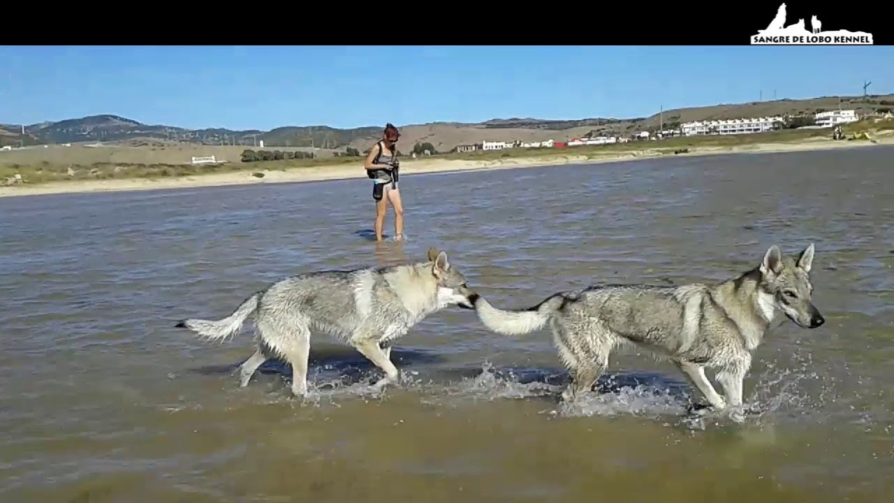 Perros Lobos Checoslovacos en la Playa de Los Lances / Czechoslovakian Wolfdogs at Los Lances Beach
