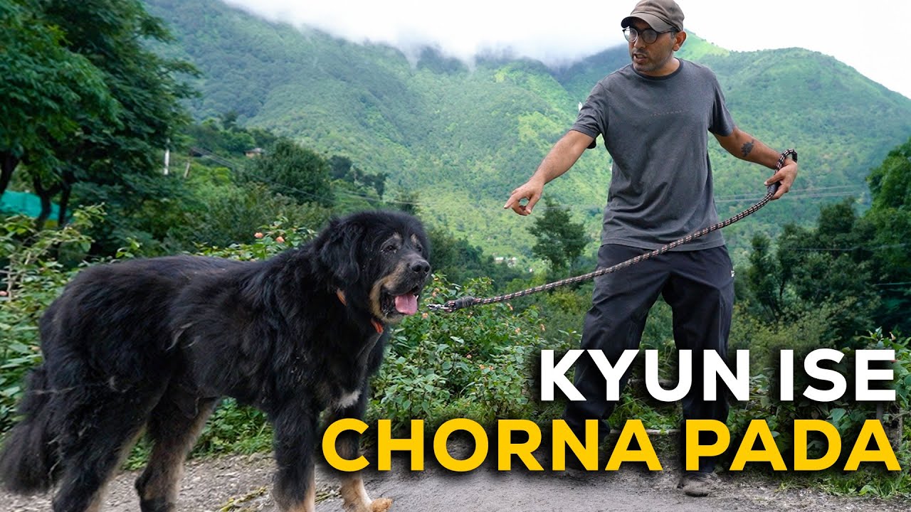 Tibetan Mastiff ko chorna pada