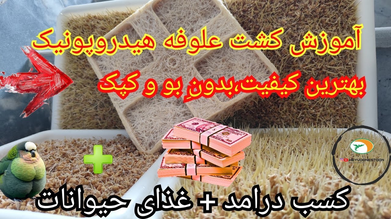 آموزش کشت علوفه هیدروپونیک💸🍀
