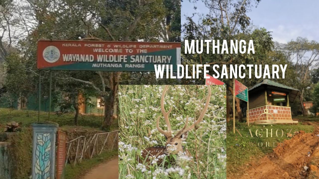 Muthanga Wildlife Sanctuary Vlog // Family Vlog {Wayanad series} // Nachoz' world