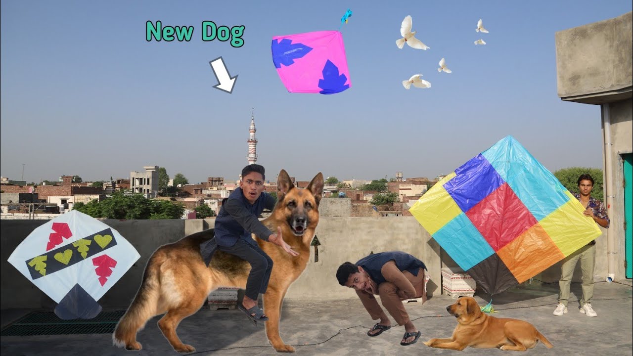 Kite Flying With New White Dog 🐕