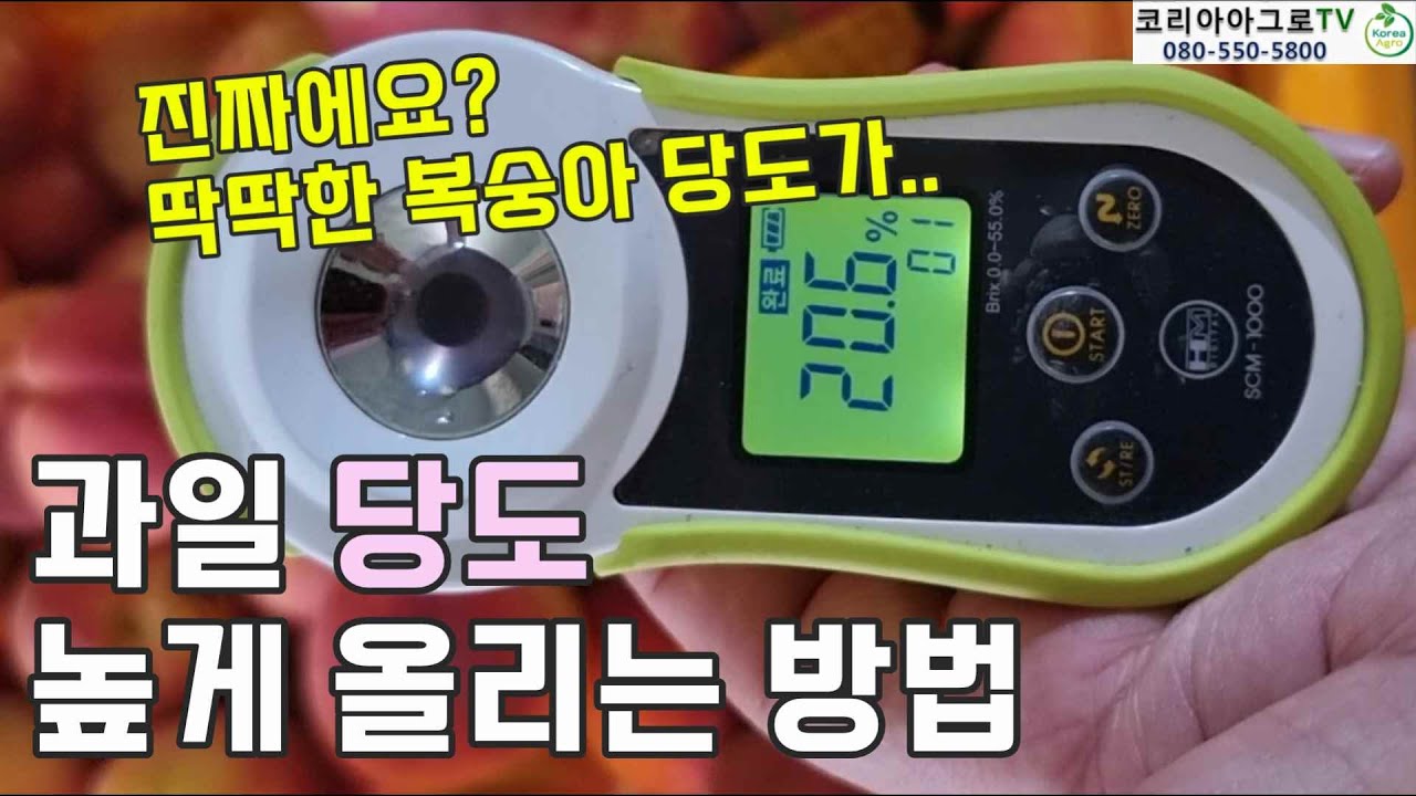 과수류 재배 - 당도 높게 올리기 (복숭아재배)