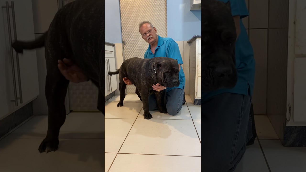 BRAVO KENNEL Presents: Getting To Know The BRAVO KENNEL Dogs.