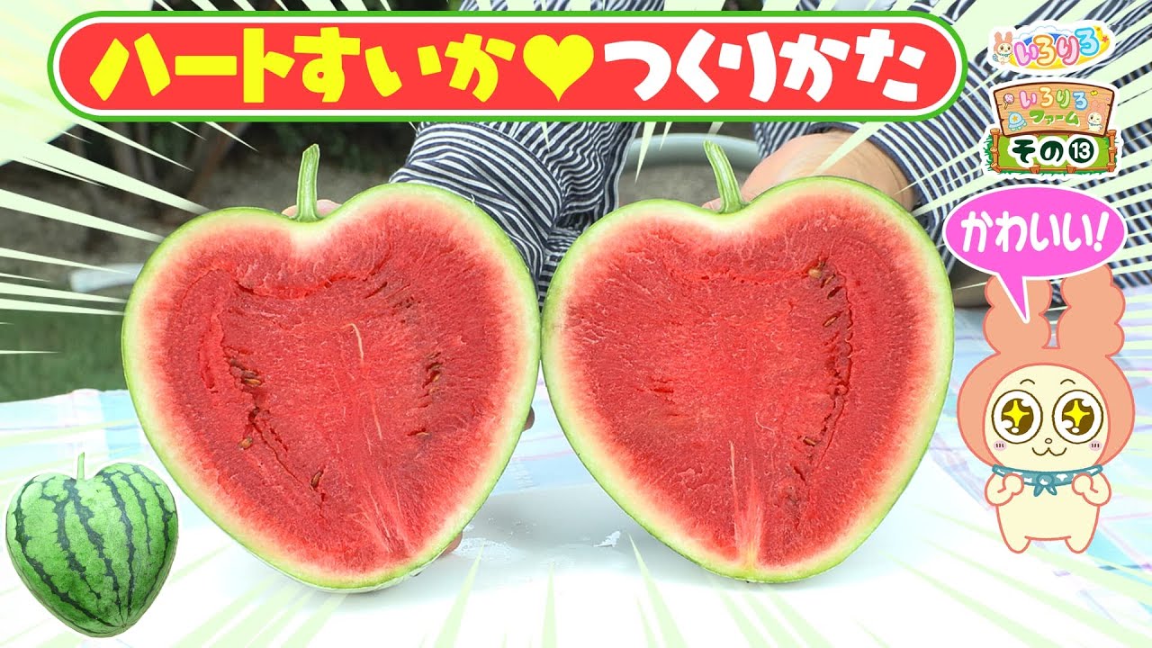 簡単かわいい！ハートすいかを育ててみよう【いろりろ公式】