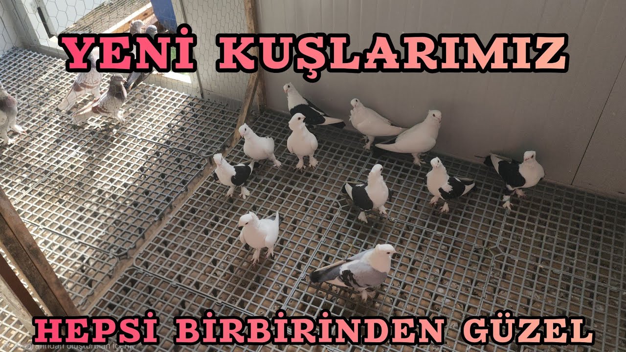 YENİ ALDIĞIMIZ 14 G&Uuml;VERCİNİMİZ GRLDİLER 