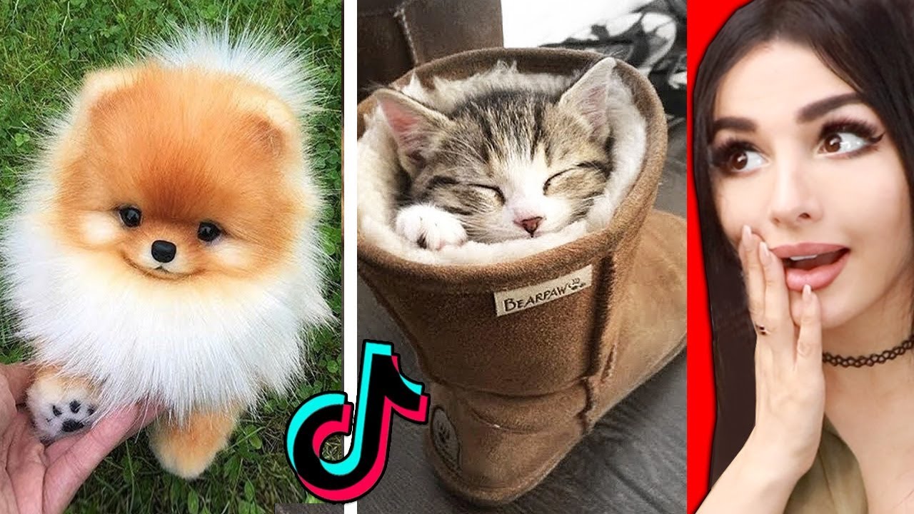 The CUTEST Animals On Tik Tok